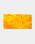 Amarillo (Mexican Floral Arrangement), 2026 - Karrington Gardner